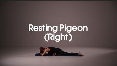 Resting Pigeon